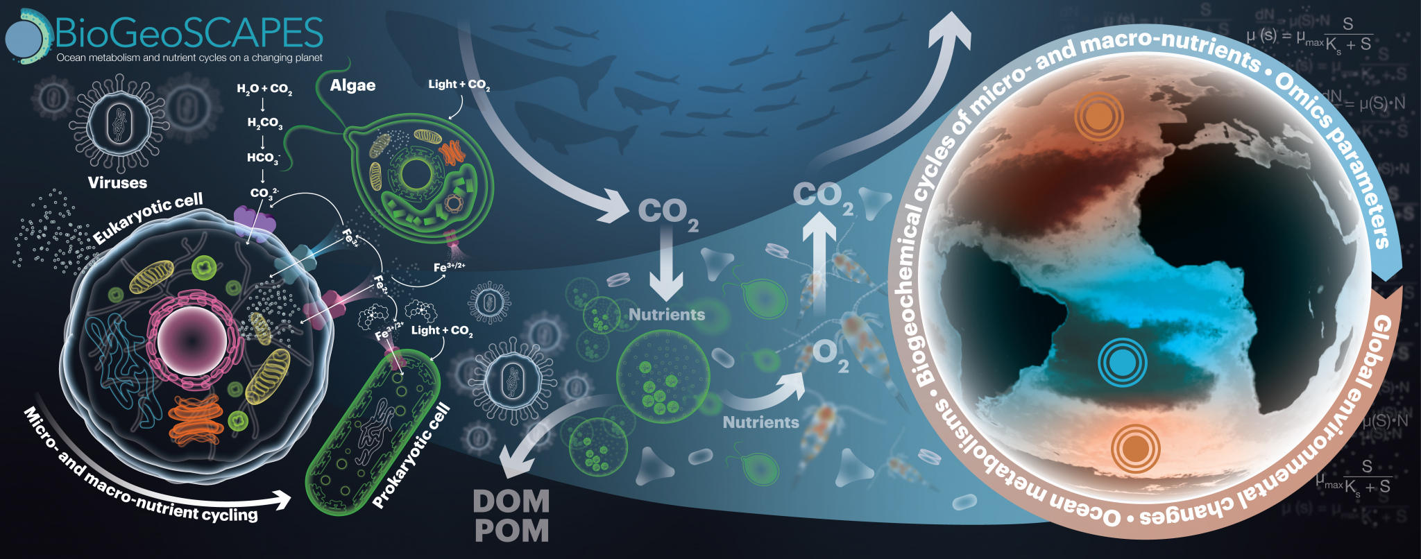 BioGeoSCAPES-Ocean-Metabolism-Figure